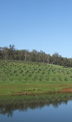 The beautiful surrounds of the farm