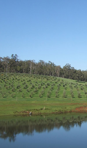 The beautiful surrounds of the farm